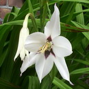 Acidanthera murielae